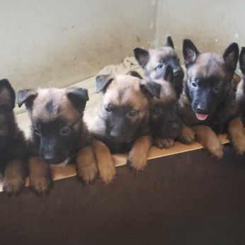 Malinois belga juhászkutya kölykök