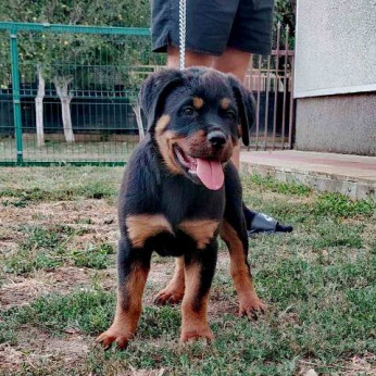 Rottweiler, legjobb kölykök