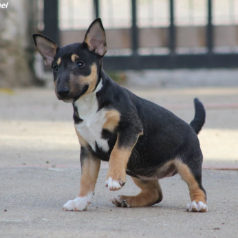 Mini Bull Terrier Kiskutyák