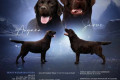 Labrador retriever kölykök
