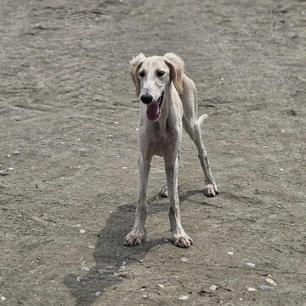 Perzsa agár SALUKI kölykök