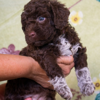 Lagotto Romagnolo kölyök eladó