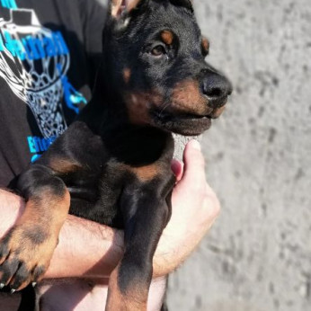 Doberman kiskutyák eladók