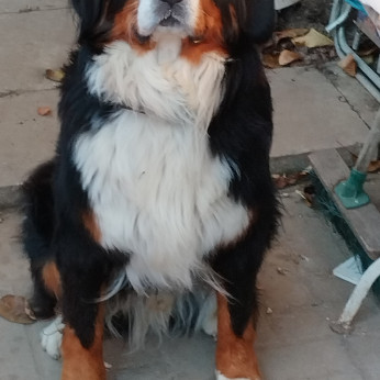 Berni pásztor kiskutyák 8 hetes korukban elvihetők.