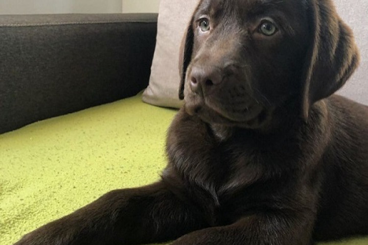 Csokoládébarna labrador retriever kölykök