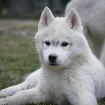 szibériai husky kölykök