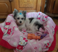 Biewer Yorki Yorkshire Terrier 4,5 hónapos kislány eladó!