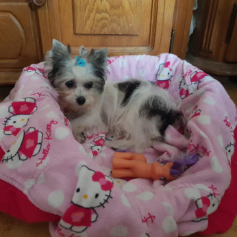 Biewer Yorki Yorkshire Terrier 4,5 hónapos kislány eladó!