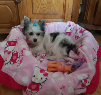 Biewer Yorki Yorkshire Terrier 4,5 hónapos kislány eladó!