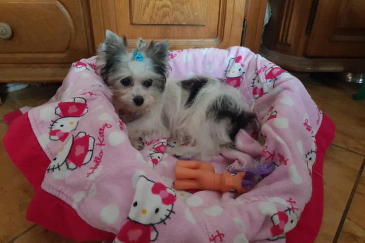 Biewer Yorki Yorkshire Terrier 4,5 hónapos kislány eladó!