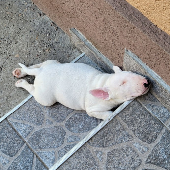 Bullterrier