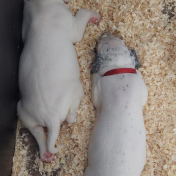 Damata anyától Argentin dog apától született tündéri kityusok