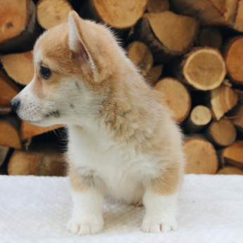 Walesi corgi kölykök