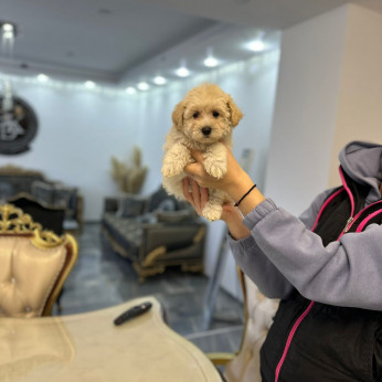 Maltipoo kölykök