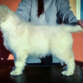 Golden Retriever kölykök