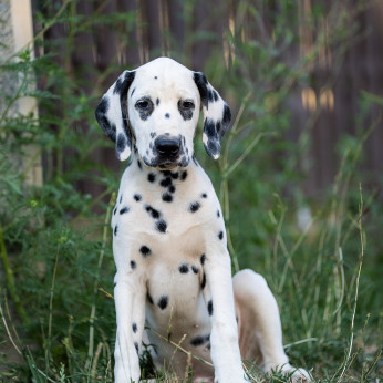 Dalmata kölyökkutyák