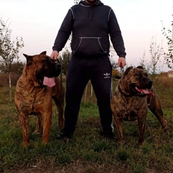 Presa Canario kiskutyák eladók