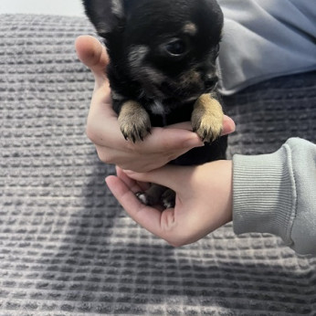Chihuahua kölykök