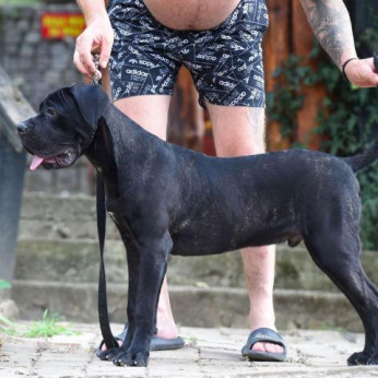 Cane Corso kan kiskutya