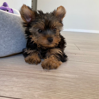 adorable Yorkshire Terrier Puppies in budapest