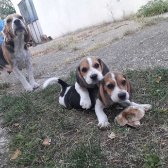 Beagle kiskutyák eladók