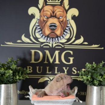 Amerikai Bully / Pit Bull Terrier kölykök