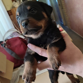 Rottweiler kiskutya költözne szerető, törődő családhoz.