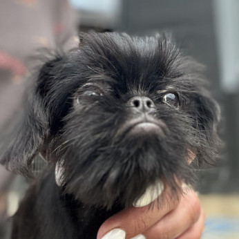 Petit Brabancon és Griffon kölykök