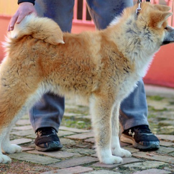 Akita Inu