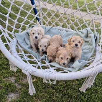 Maltipoo kölykök