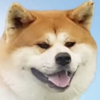 Japán Akita Inu kiskutyák