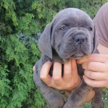 Cane Corso kiskutyák AJÁNLÁS