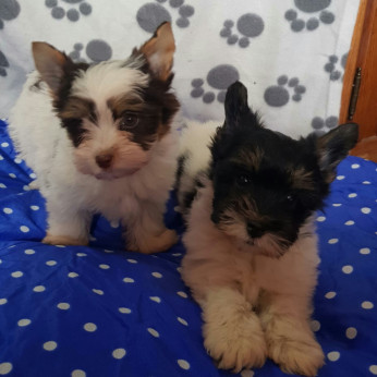 Biewer yorkshire yorki kisfiú gazdit keres! 3 x oltva