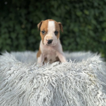 Kiváló származású amerikai staffordshire terrier kölykök
