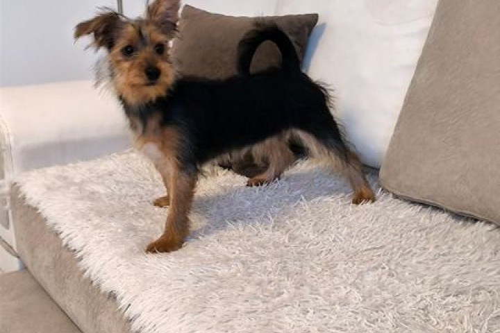 Yorkie terrier kölykök