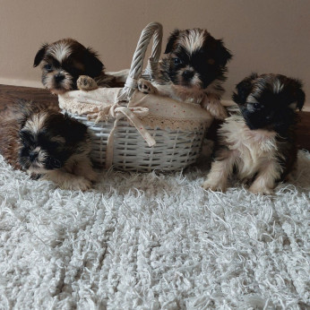 Shih-tzu babák Eladók!