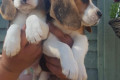 Imádnivaló Beagle kiskutyák eladók