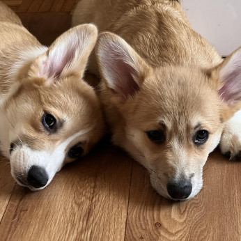 Walesi Corgi Pembroke kölykök