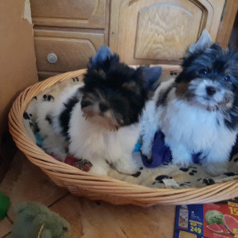Biewer yorkshire yorki 3,5 hónapos 1 kisfiú és 1 kislány 3 x oltva gazdit keres!
