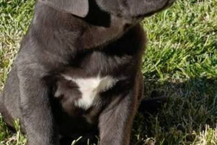 Cane Corso kölykök mindkét ivarban