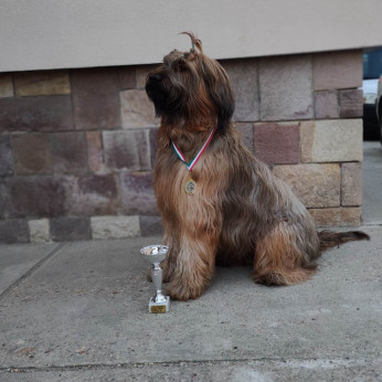 Briard