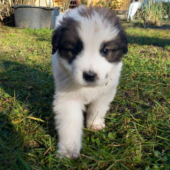 Mixed Leonberger x St.Bernard