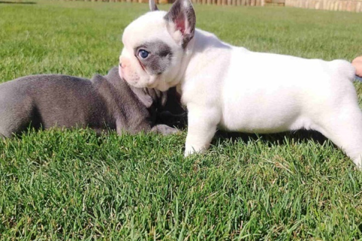 Francia bulldog