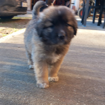 Mixed Leonberger x St.Bernard