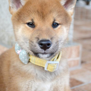Shiba inu gyönyörű kiskutyák