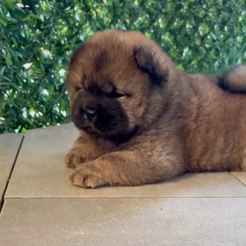 Fajtiszta CHOW-CHOW kölykök