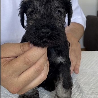 Miniatűr schnauzer kölykök
