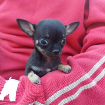 Chihuahua, rövid szőrű kölykök