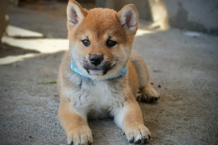 Shiba Inu – Gyönyörű kölykök