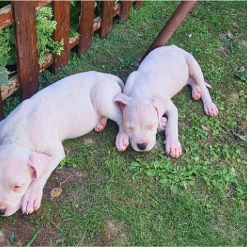 Dogo Argentino – Gyönyörű kölykök